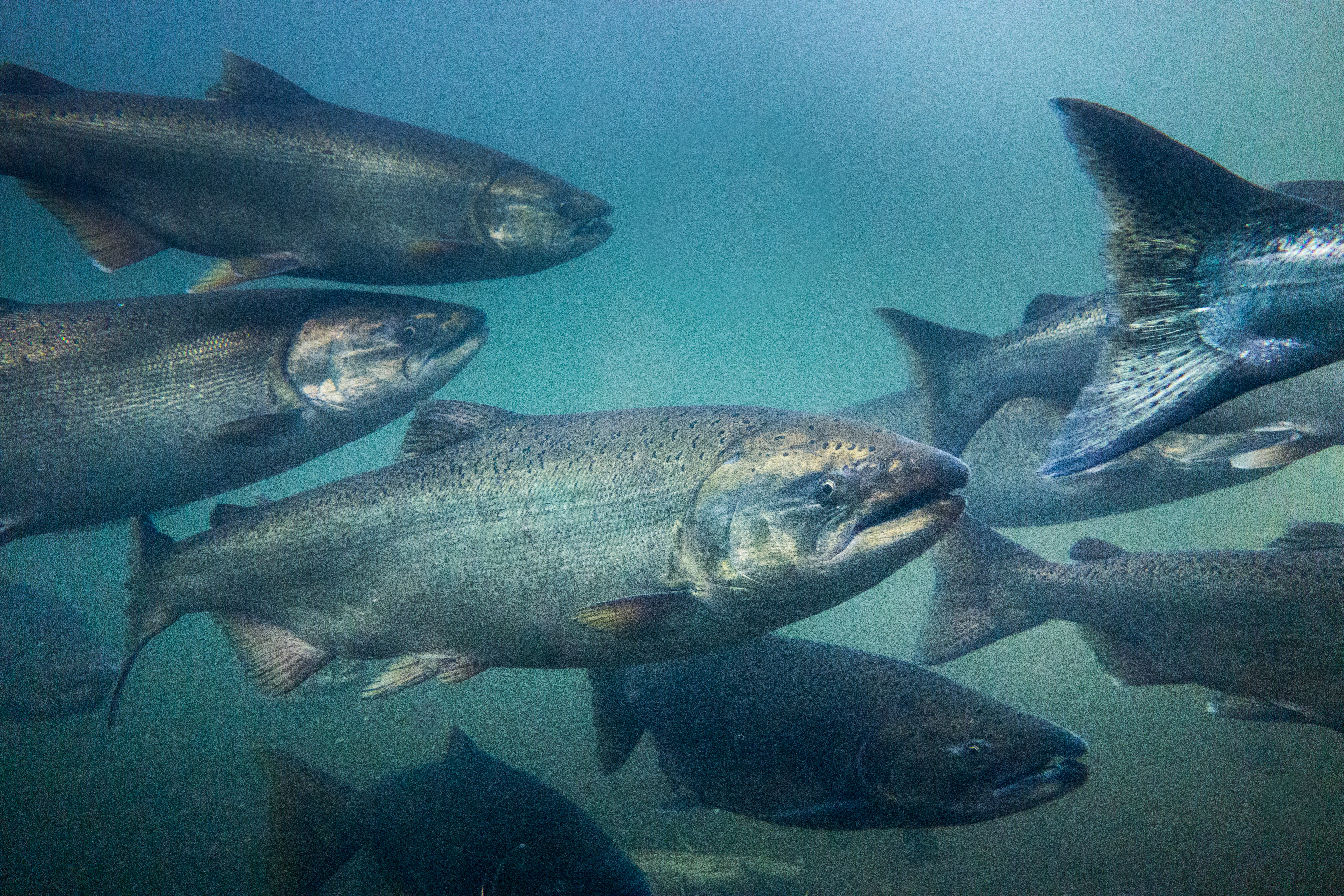 silver shiny chinook salmon swimming under water